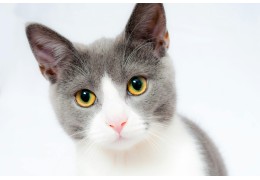 Desentrañando el Lenguaje Facial de los Gatos: Más de 300 Formas de Comunicación Felina